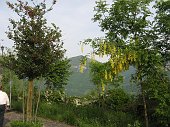 Sul Monte Suchello, sul Monte Torrezzo, sul Cancervo 8,12, 29 maggio 09 - FOTOGALLERY